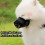 Dog Muzzle Adjustable Nylon with Secure Buckle for Outdoor Walking and Training 4