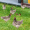 Lohuatrd Rooster Decor Ρεαλιστική Ζωή-σαν Διακοσμητικό Διπλής Όψης Ακρυλικό Άγαλμα Κήπου 3