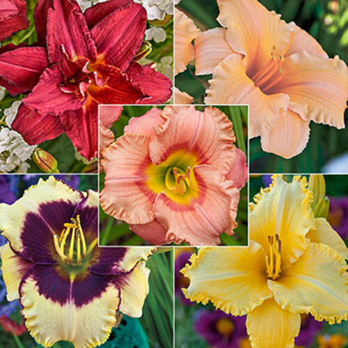 Φυτό βολβών daylily, ανθοφόρο πολυετές φυτό, αρωματικό ρίζωμα για κήπο ή μπαλκόνι, 1