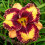 Φυτό βολβών daylily, ανθοφόρο πολυετές φυτό, αρωματικό ρίζωμα για κήπο ή μπαλκόνι, 5