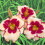 Φυτό βολβών daylily, ανθοφόρο πολυετές φυτό, αρωματικό ρίζωμα για κήπο ή μπαλκόνι, 3