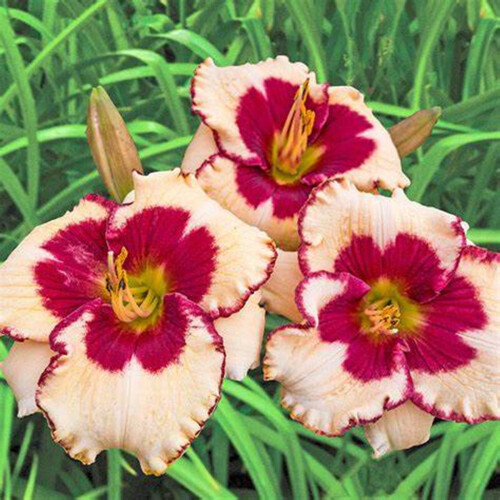 Φυτό βολβών daylily, ανθοφόρο πολυετές φυτό, αρωματικό ρίζωμα για κήπο ή μπαλκόνι, 2