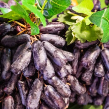 Grape Strong Vitality- Grape Suitable for Nature Lovers and Gardeners Grapes