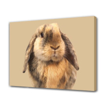 Un iepure drăguț cu urechi căzute, poster pe pânză, decor dormitor, peisaj sportiv, decor cameră birou, cadou, stil ramă, 16x24 inch (40x60 cm)