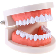 Modelo dentário interativo com dentes não removíveis para prática e demonstrações, perfeito para demonstrações anatômicas e ensino na