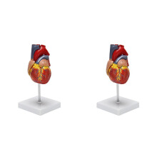 2X1 : Modèle de cœur humain, modèle de cœur anatomiquement précis, taille réelle, anatomie du squelette humain