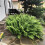 1 pacote de samambaia artificial verde, leve e impermeável, com aparência realista, 22 polegadas (56 cm), ideal para uso *2 unidades 5