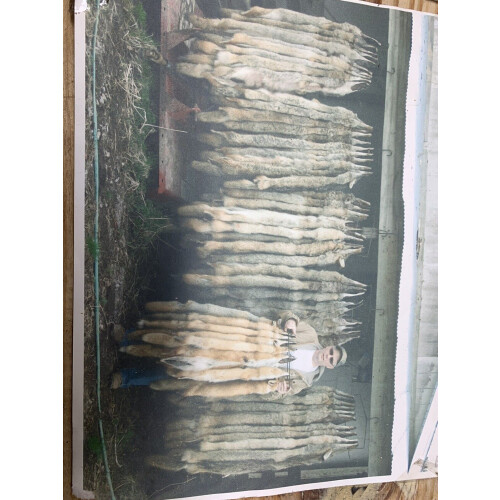 Armadilhas para coiotes, 72 polegadas de comprimento, 2 dúzias 2