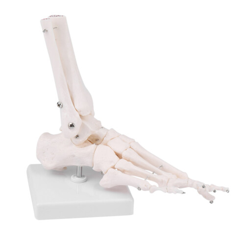 Modelo de anatomia do pé e tornozelo do esqueleto humano 1