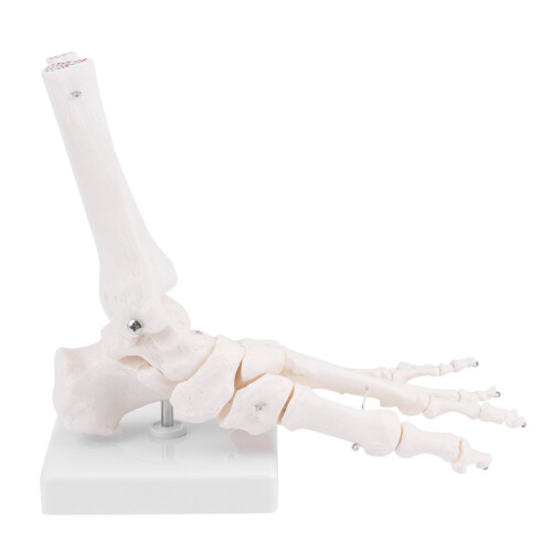 Modelo de anatomia do pé e tornozelo do esqueleto humano 2