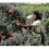 Fruit Picking Bag Orchard Picking Bag Picking Apron 3