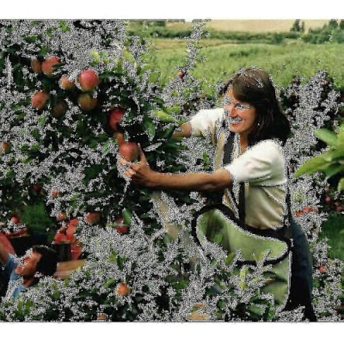 Fruit Picking Bag Orchard Picking Bag Picking Apron 2