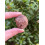 Natural Garnet Rough Stones, 0.75-2" Raw Garnet 7