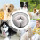 Inflatable Dog Collar for Post Surgery Recovery, Soft Adjustable Cone with Quick Drying Gray L 3