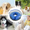 Inflatable Dog Cone for Post Surgery Recovery, Soft Adjustable Donut Collar, Blue L 3