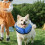Inflatable Dog Cone for Post Surgery Recovery, Soft Adjustable Donut Collar, Blue L 2
