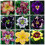 Φυτό Daylily - Μικτές χρωματικές ρίζες Daylily για φύτευση - Καλλιεργήστε όμορφα πολυετή 2