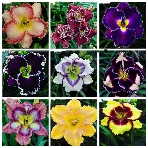 Φυτό Daylily - Μικτές χρωματικές ρίζες Daylily για φύτευση - Καλλιεργήστε όμορφα πολυετή 1