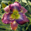 Φυτό Daylily - Μικτές χρωματικές ρίζες Daylily για φύτευση - Καλλιεργήστε όμορφα πολυετή 3