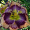 Φυτό Daylily - Μικτές χρωματικές ρίζες Daylily για φύτευση - Καλλιεργήστε όμορφα πολυετή 5