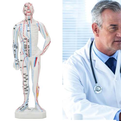 Meridian Points Model With Base Design, Premium Material And Clear Handwriting, Widely Applicable Acupuncture Tool For Learning And Practice 1