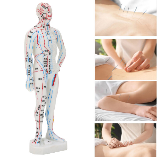 Meridian Points Model With Base Design, Premium Material And Clear Handwriting, Widely Applicable Acupuncture Tool For Learning And Practice 2