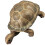 3Pcs Plastic Turtle Model Toy Ocean Animal Figurine 3