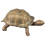 3Pcs Plastic Turtle Model Toy Ocean Animal Figurine 2