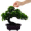 2Pcs Artificial Pine Potted Bonsai For Home Office Table Decor 4