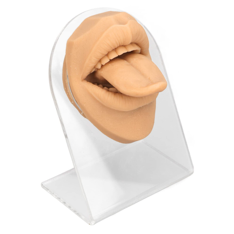 Silicone Tongue Model with Acrylic Stand for Piercing Practice and Jewelry Display