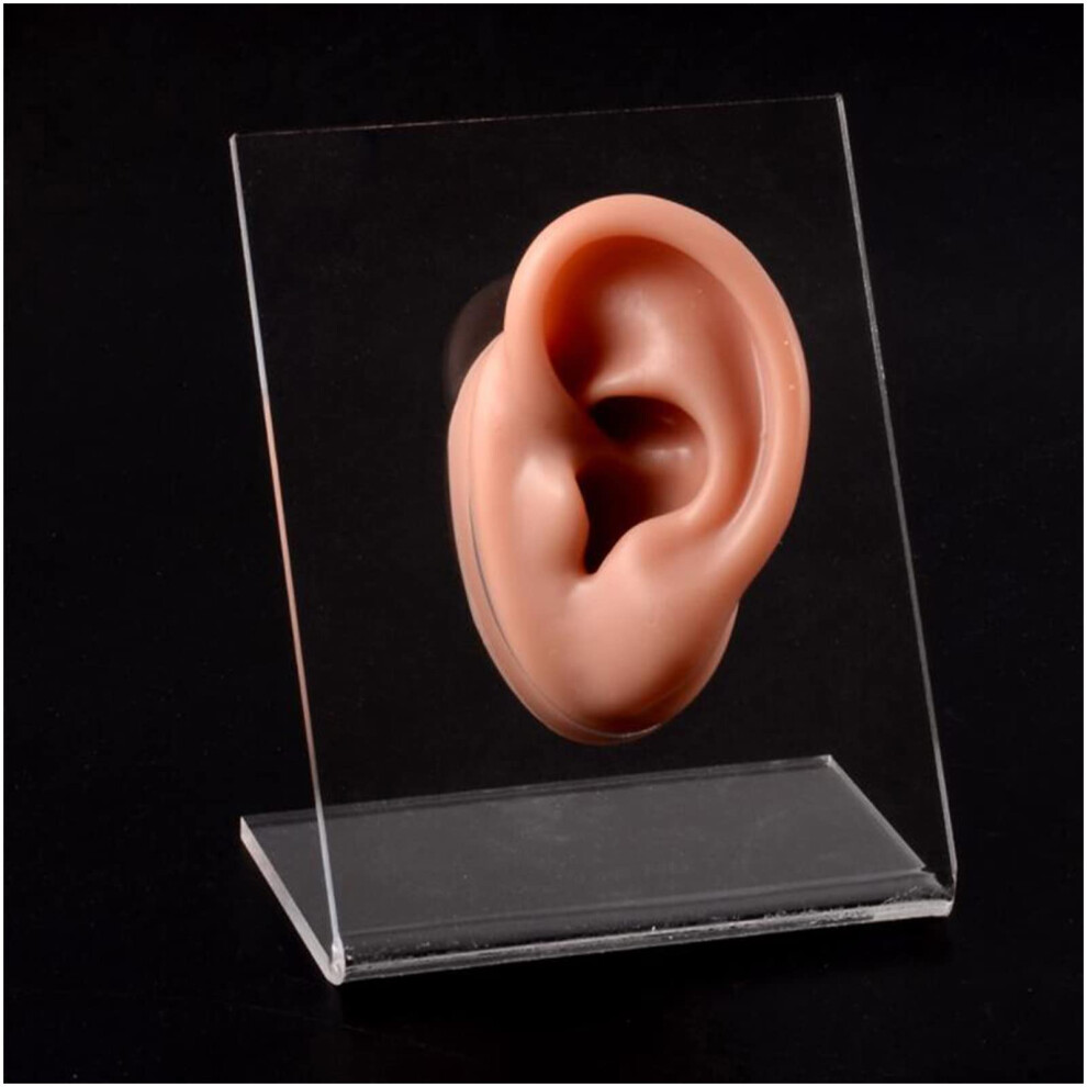 Realistic Silicone Left Ear Model for Piercing Practice and Jewelry Display