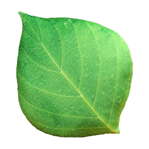 Μαξιλάρι SDJMa Fall Leaf, διακοσμητικό μαξιλάρι 3D Green Leaf 13,7"x16,9", συμβατό με φθινοπωρινή 1