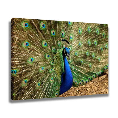 Αφίσα σε καμβά Peacock, διακόσμηση υπνοδωματίου, αθλητικό τοπίο, διακόσμηση 1