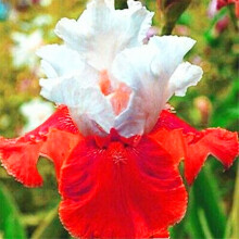 Bulbi di iris barbati - Facili da piantare, resistenti al freddo, piacevolmente profumati, a doppia perla, ideali per fiori recisi, perenni e a bassa