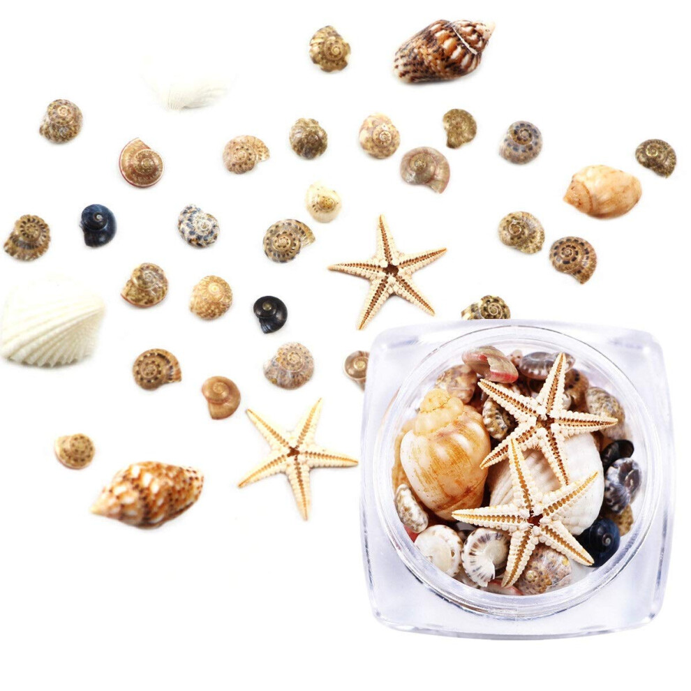 3D Shell Nail Art Decorations with Starfish and Conch Charms, Beach Theme, 2 Boxes