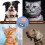 Capa protetora de silicone para Galaxy SmartTag, ideal para cães e gatos. 3
