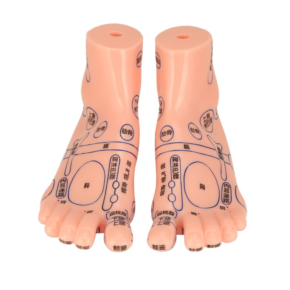 Acupuncture Foot Model Reflexology Pressure Point Map PVC Construction Detailed Acupoint Layout Realistic Size Easy To Observe Teaching Aid For