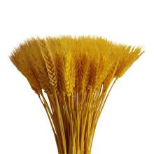 Bundel van 100 gedroogde tarwehalmen, goudkleurig natuurlijk boeket voor herfstdecoratie in boerderijstijl, voor op tafel of voor bruiloften.