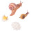 Φιγούρες σαλιγκαριού Guangmc Μοντέλο κύκλου ζωής ανάπτυξης Παιχνίδι πρώιμης μάθησης 7