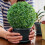 Yirtree2PCS5/7/10/12" Τεχνητές Μπάλες Πυξαριού Topiary - Προστασία από UV4 Ψεύτικες 4