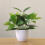 Bonsai artificiale Windfall da 8,66 pollici in vaso di plastica 6