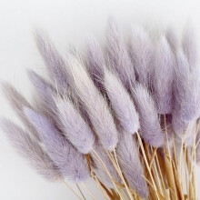 50PCS Rabbit Tail Dried Flowers, Real Flower, Eternal Flower Dried Grass Flower Bouquet Photo Props Party and Wedding Home Decor