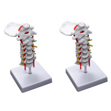 2x Halswirbelarterie, Wirbelsäule, Spinalnerven – Anatomisches Modell für den naturwissenschaftlichen Unterricht