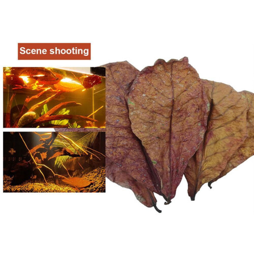 Gvyyzp Fish Tank Elemi Leaf N E W 2