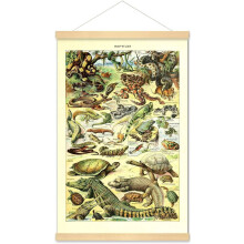 KSIW-Poster retro vintage imprimat artă de perete decor animale specii de identificare colecție de referință diagramă reptile broască