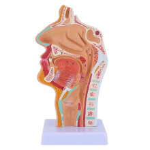 Anatomisch model van de neusholte en keelholte: menselijk anatomisch model van de keelholte en het strottenhoofd voor studenten, studiemateriaal,