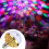 Bola de discoteca giratória e colorida, lâmpada mágica com tomada, compatível com decoração de Natal (1 conjunto) 5