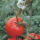 Support pour plants de tomates et poivrons (2 pièces) 6