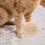 Αξεσουάρ μπάλας ξυσίματος Catnip Γατάκι Παιχνίδι εσωτερικού χώρου για κατοικίδια 4