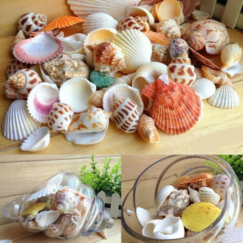 Aquarium Beach Nautical Diy Shells Mixed Bulk Approx 100g Sea Shell 2